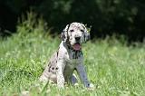 DOGUE ALLEMAND 410